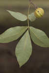 Shagbark hickory